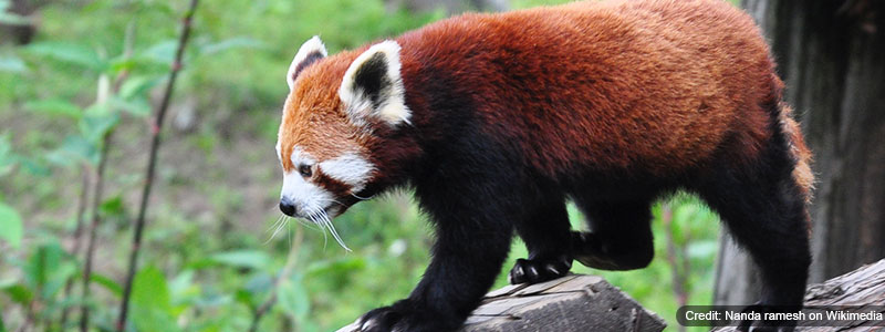 Himalayan Zoological Park Himalayan Zoological Park